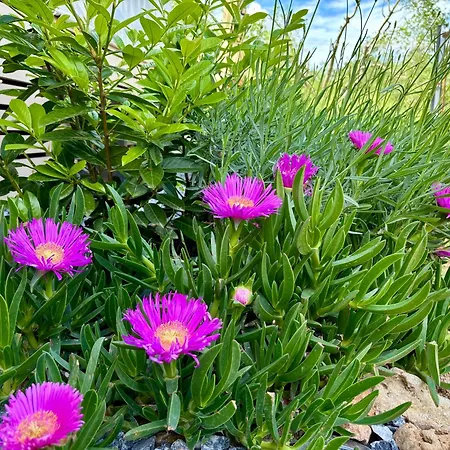 Nyaraló Mobilhome *